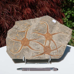 Versteinertes Fossil - Seestern (Schlangensterne Ophiura sp.) 465 Millionen Jahre - 24x16 cm - Nr. 24