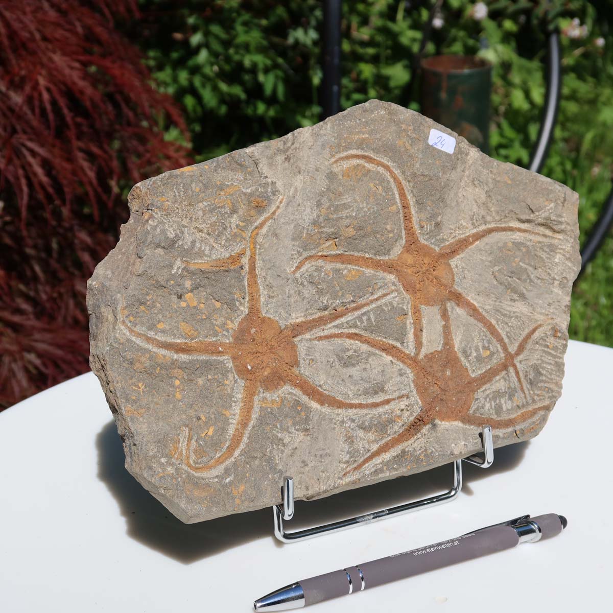 Versteinertes Fossil - Seestern (Schlangensterne Ophiura sp.) 465 Millionen Jahre - 24x16 cm - Nr. 24