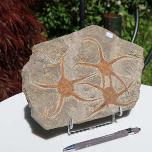 Versteinertes Fossil - Seestern (Schlangensterne Ophiura sp.) 465 Millionen Jahre - 24x16 cm - Nr. 24, natürliches Kunstwerk