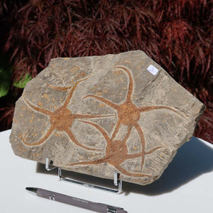 Versteinertes Fossil - Seestern (Schlangensterne Ophiura sp.) 465 Millionen Jahre - 24x16 cm - Nr. 24 in Marokko gefunden.