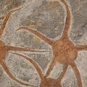 Versteinertes Fossil - Seestern (Schlangensterne Ophiura sp.) 465 Millionen Jahre - 24x16 cm - Nr. 24 aus Marokko in Detailansicht.