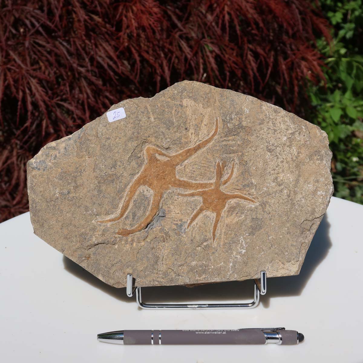 Versteinertes Fossil - Seestern (Schlangensterne Ophiura sp.) 465 Millionen Jahre - 22x15 cm - Nr. 25 auf Display