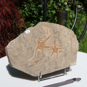 Versteinertes Fossil - Seestern (Schlangensterne Ophiura sp.) 465 Millionen Jahre - 22x15 cm - Nr. 25 auf Steinplatte