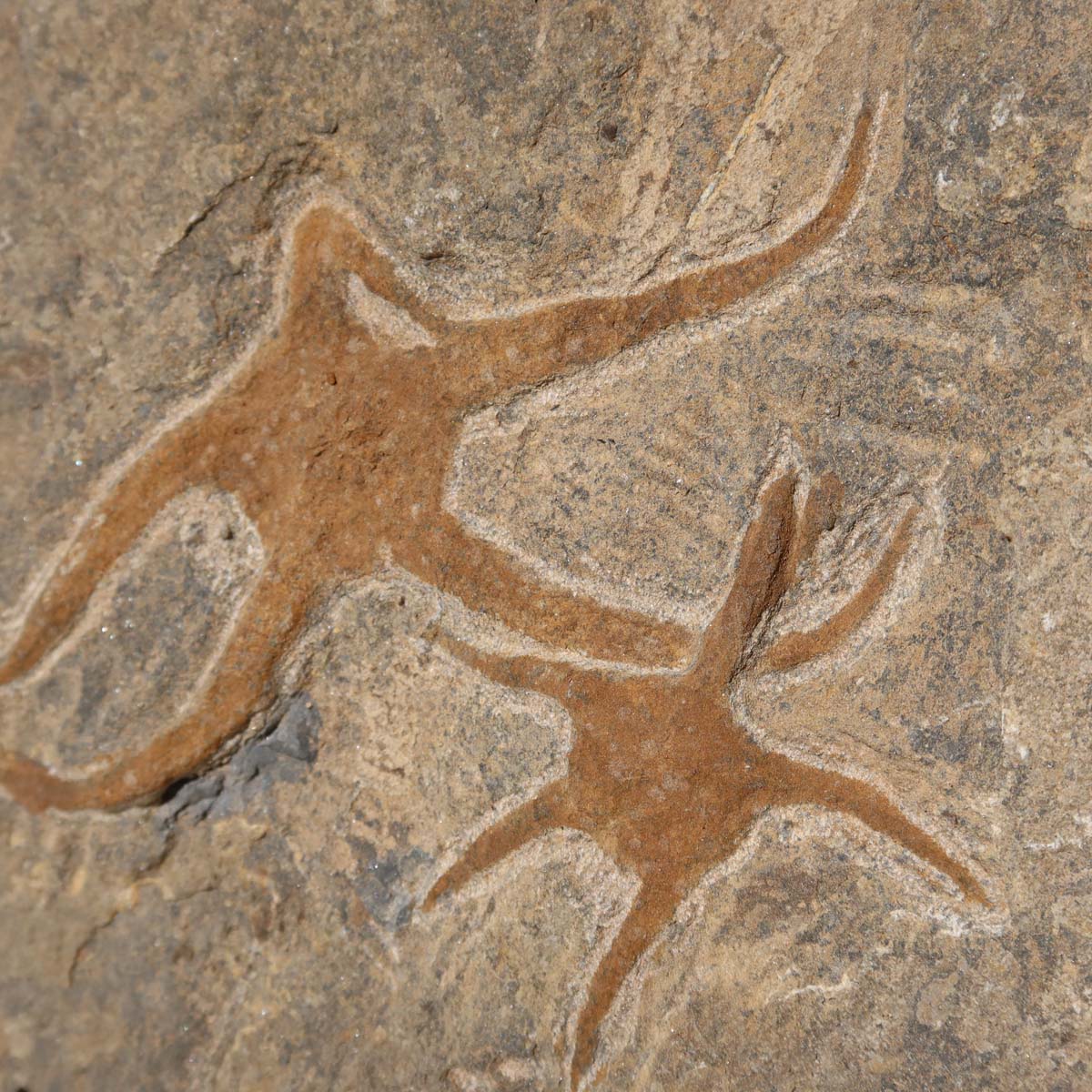 Versteinertes Fossil - Seestern (Schlangensterne Ophiura sp.) 465 Millionen Jahre - 22x15 cm - Nr. 25 auf Display