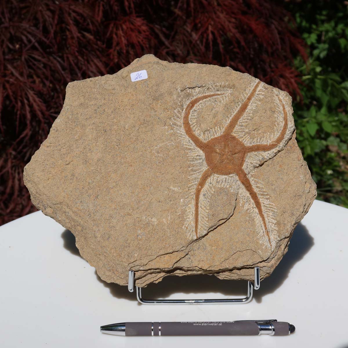 Versteinertes Fossil - Seestern (Schlangensterne Ophiura sp.) 465 Millionen Jahre - 23x19 cm - Nr. 26 in natürlicher Form