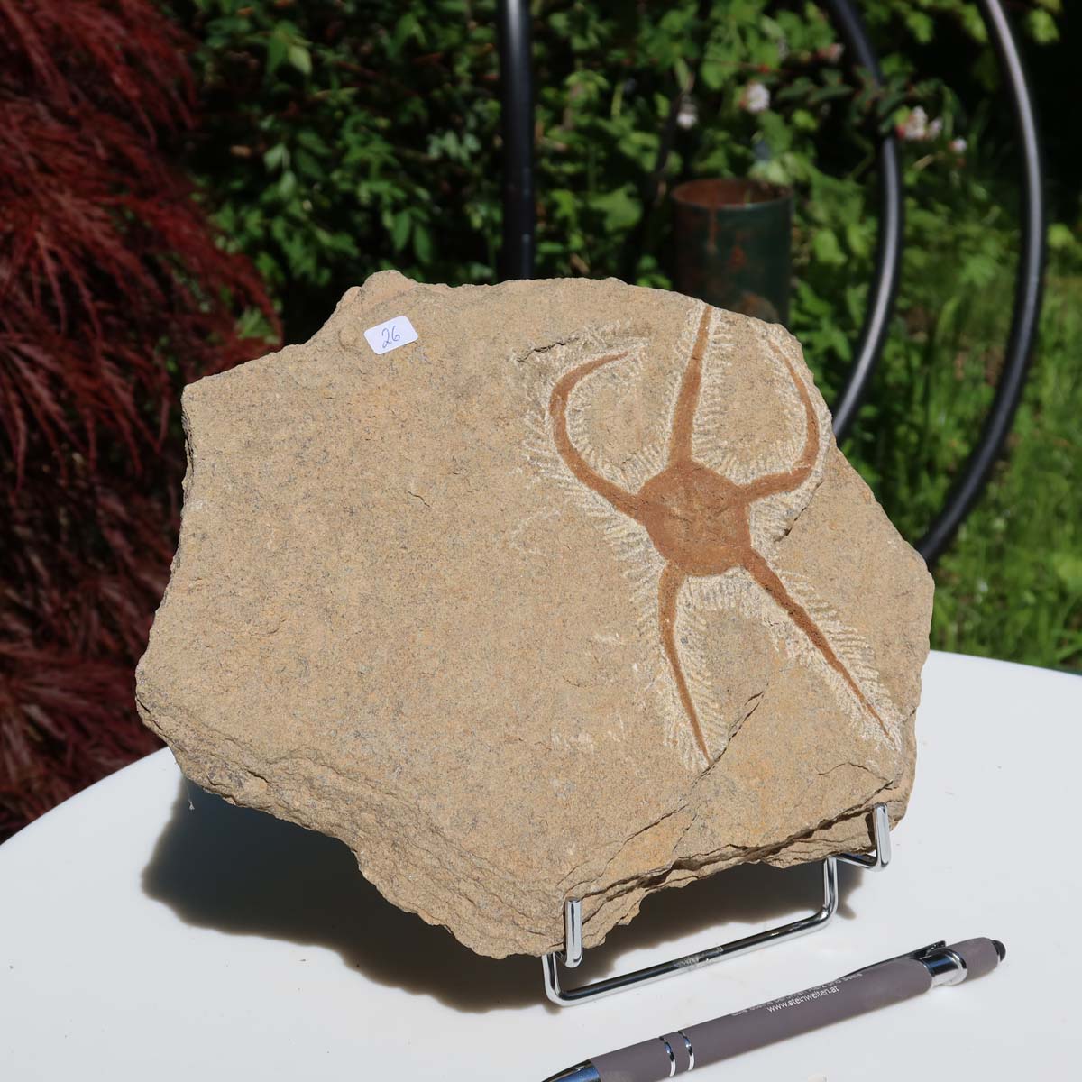 Versteinertes Fossil - Seestern (Schlangensterne Ophiura sp.) 465 Millionen Jahre - 23x19 cm - Nr. 26 in natürlicher Form