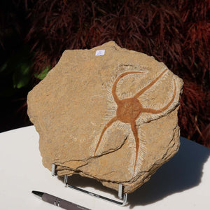 Versteinertes Fossil - Seestern (Schlangensterne Ophiura sp.) 465 Millionen Jahre - 23x19 cm - Nr. 26, natürliche Detailgenauigkeit auf Stein.