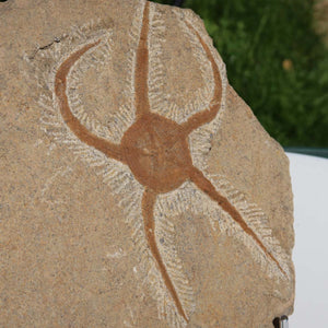 Versteinertes Fossil - Seestern (Schlangensterne Ophiura sp.) 465 Millionen Jahre - 23x19 cm - Nr. 26 aus Marokko