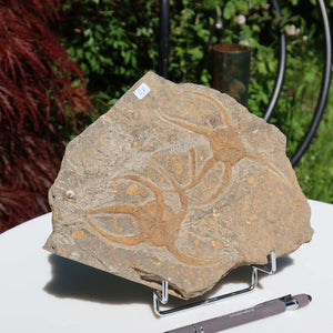 Versteinertes Fossil - Seestern (Schlangensterne Ophiura sp.) 465 Millionen Jahre - 21x17 cm - Nr. 27 auf Display