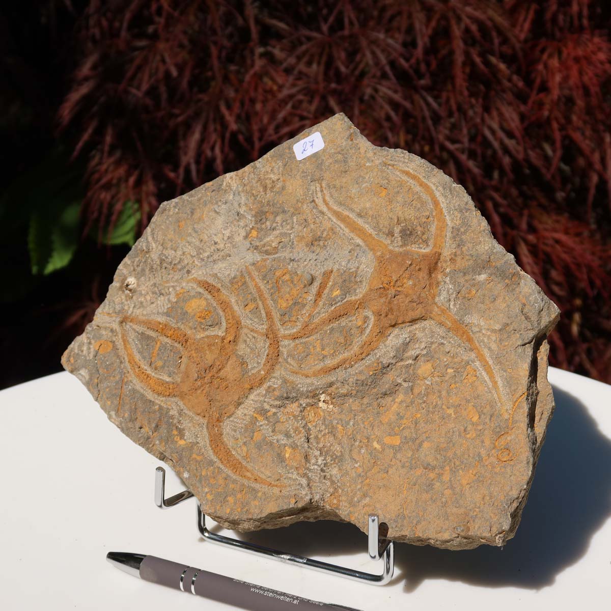 Versteinertes Fossil - Seestern (Schlangensterne Ophiura sp.) 465 Millionen Jahre - 21x17 cm - Nr. 27 auf einem Ausstellungsständer