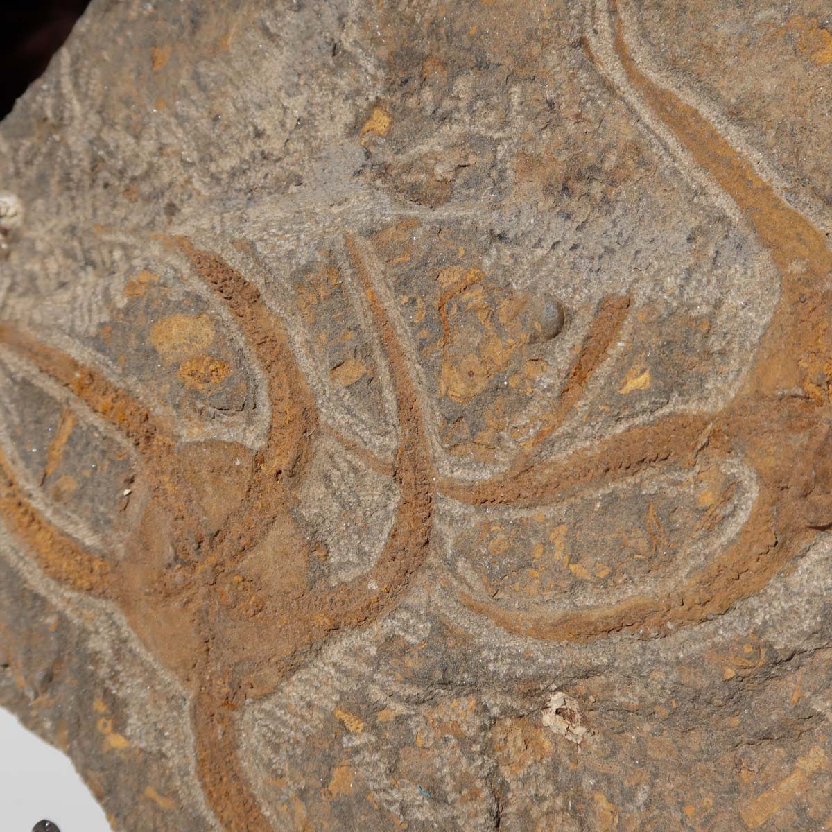 Versteinertes Fossil - Seestern (Schlangensterne Ophiura sp.) 465 Millionen Jahre - 21x17 cm - Nr. 27 auf einem Ausstellungsständer
