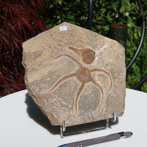 Versteinertes Fossil - Seestern (Schlangensterne Ophiura sp.) 465 Millionen Jahre - 18x18 cm - Nr. 28 auf Ausstellungsständer