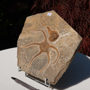 Versteinertes Fossil - Seestern (Schlangensterne Ophiura sp.) 465 Millionen Jahre - 18x18 cm - Nr. 28, detailreiche Steinstruktur