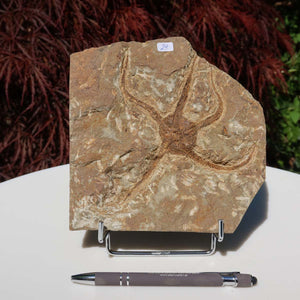 Versteinertes Fossil - Seestern (Schlangensterne Ophiura sp.) 465 Millionen Jahre - 16x16 cm - Nr. 29 auf einem Ständer
