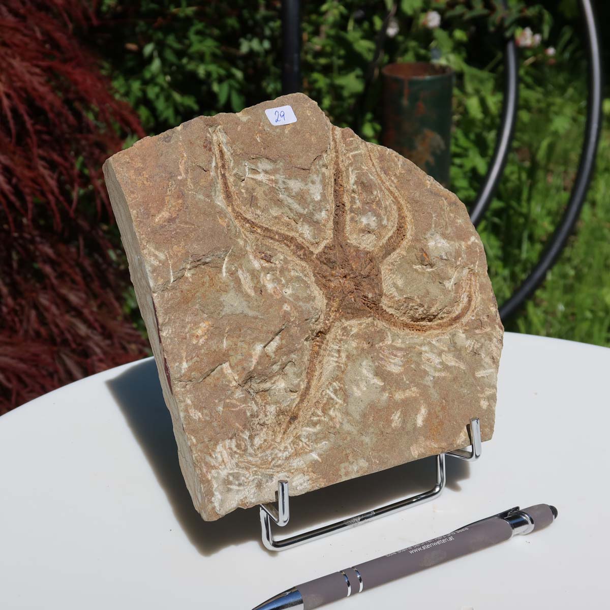 Versteinertes Fossil - Seestern (Schlangensterne Ophiura sp.) 465 Millionen Jahre - 16x16 cm - Nr. 29, fossil on display