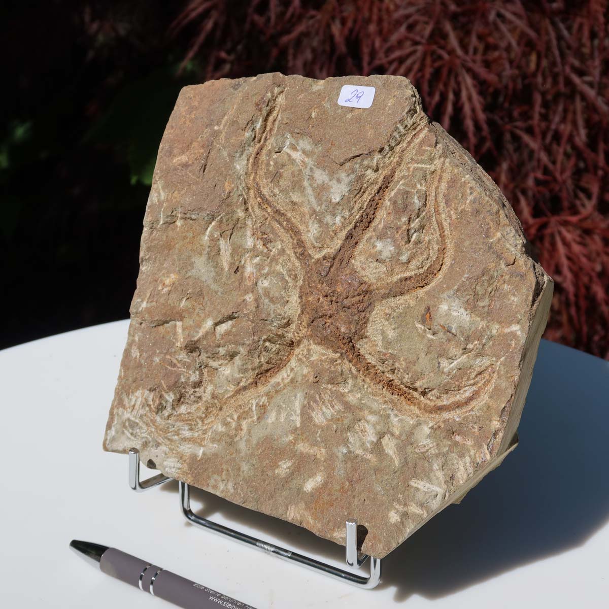 Versteinertes Fossil - Seestern (Schlangensterne Ophiura sp.) 465 Millionen Jahre - 16x16 cm - Nr. 29 aus Marokko