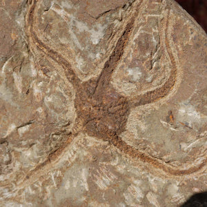 Versteinertes Fossil - Seestern (Schlangensterne Ophiura sp.) 465 Millionen Jahre - 16x16 cm - Nr. 29, natürliche Schönheit Marokko