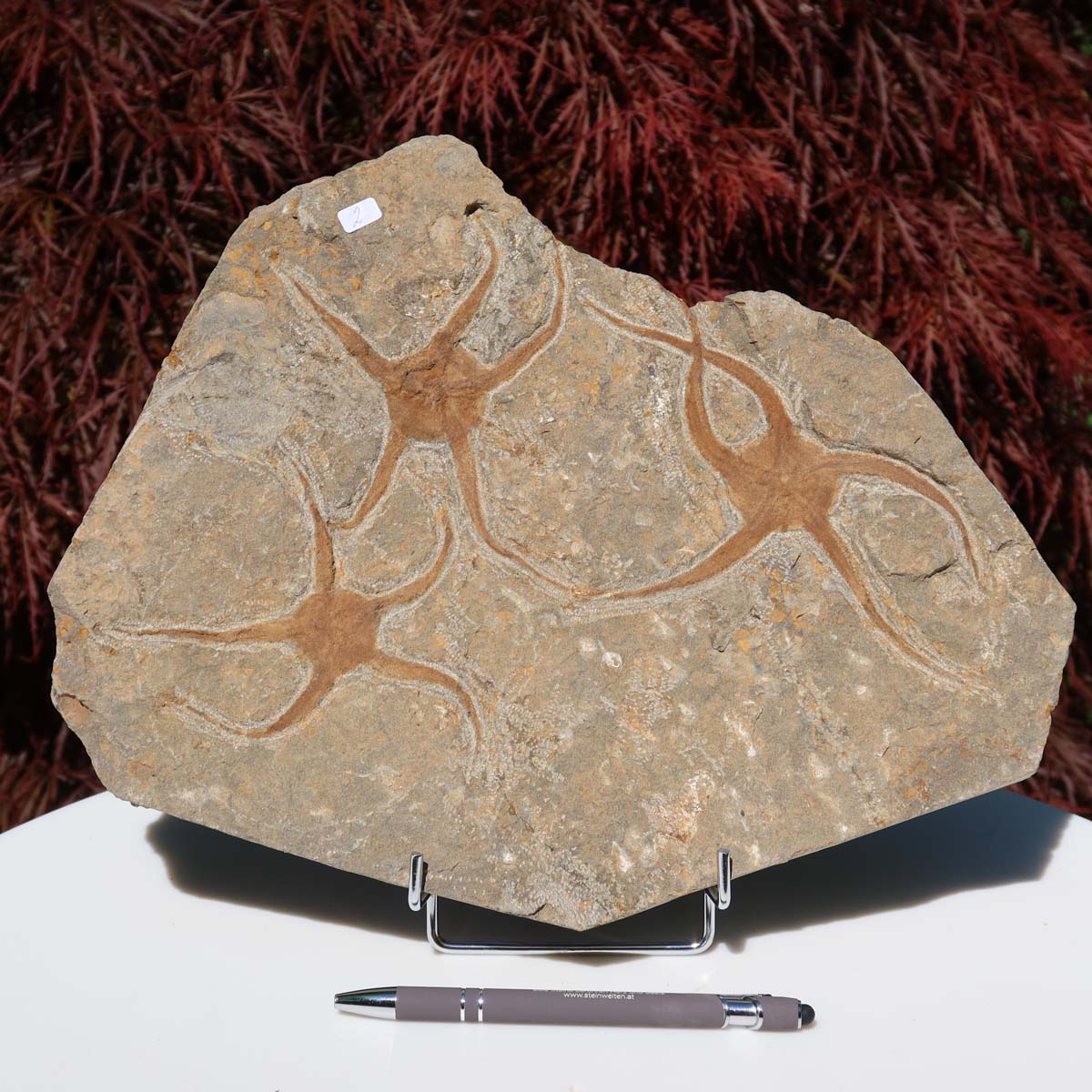 Versteinertes Fossil - Seestern (Schlangensterne Ophiura sp.) 465 Millionen Jahre - 32x25 cm - Nr. 2 aus Marokko