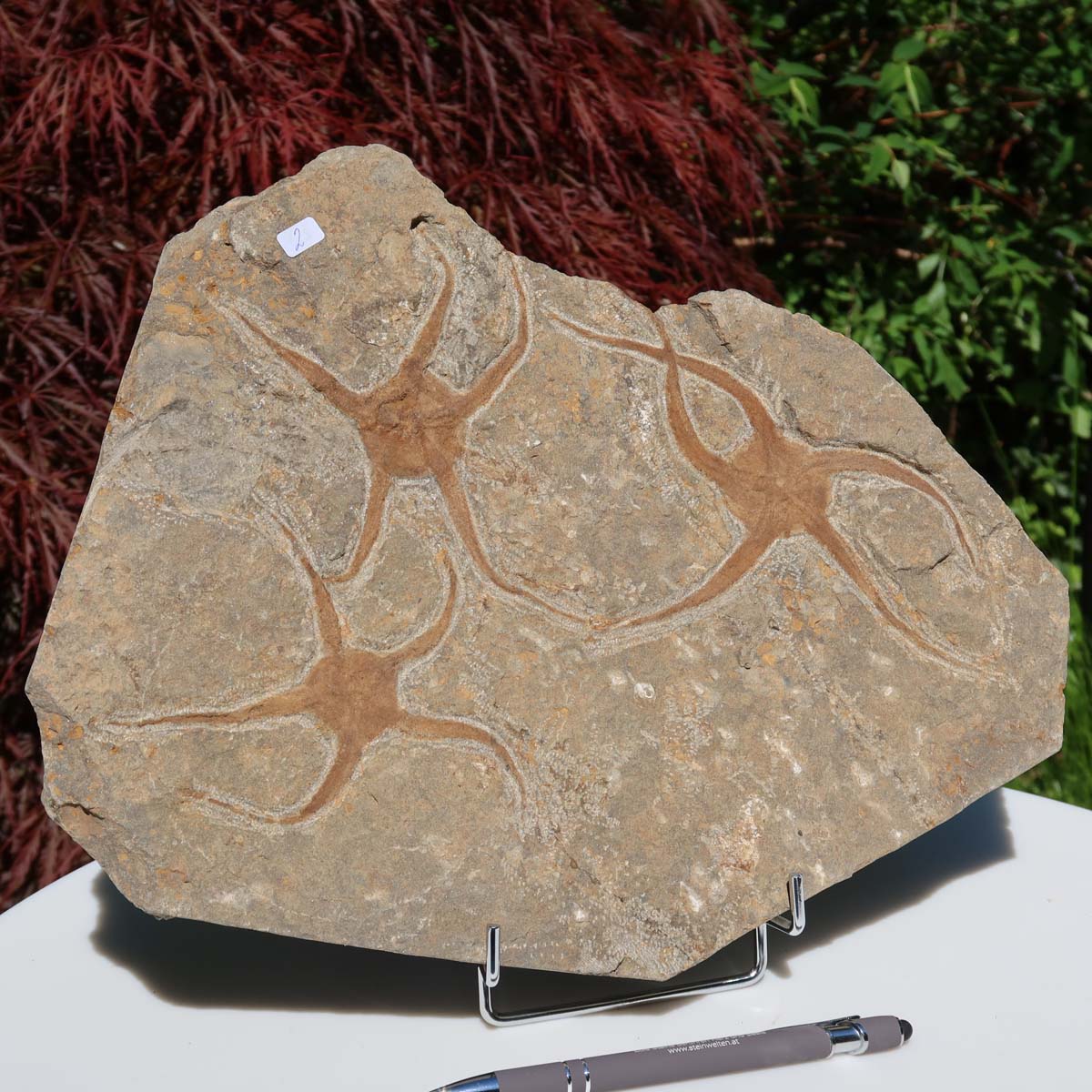 Versteinertes Fossil - Seestern (Schlangensterne Ophiura sp.) 465 Millionen Jahre - 32x25 cm - Nr. 2 aus Marokko