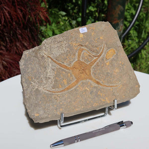 Versteinertes Fossil - Seestern (Schlangensterne Ophiura sp.) 465 Millionen Jahre - 19x13 cm - Nr. 30. Fossil on stand with pen for scale.