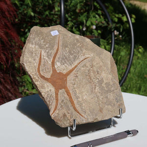 Versteinertes Fossil - Seestern (Schlangensterne Ophiura sp.) 465 Millionen Jahre - 17x17 cm - Nr. 31, natürliches Detail und Schönheit