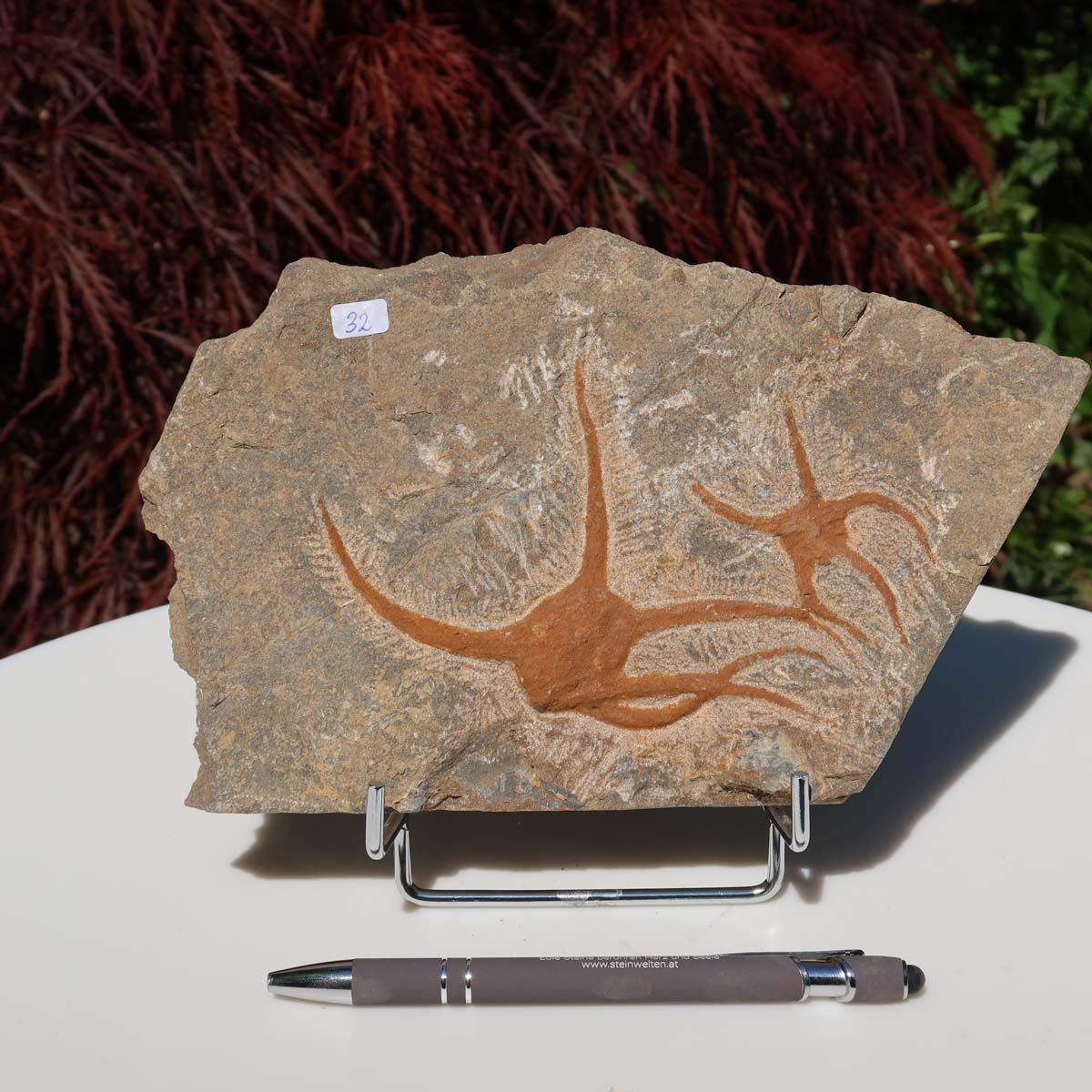 Versteinertes Fossil - Seestern (Schlangensterne Ophiura sp.) 465 Millionen Jahre - 22x15 cm - Nr. 32