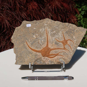 Versteinertes Fossil - Seestern (Schlangensterne Ophiura sp.) 465 Millionen Jahre - 22x15 cm - Nr. 32