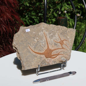 Versteinertes Fossil - Seestern (Schlangensterne Ophiura sp.) 465 Millionen Jahre - 22x15 cm - Nr. 32, natürliche Schönheit in Nahaufnahme