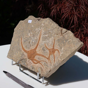 Versteinertes Fossil - Seestern (Schlangensterne Ophiura sp.) 465 Millionen Jahre - 22x15 cm - Nr. 32