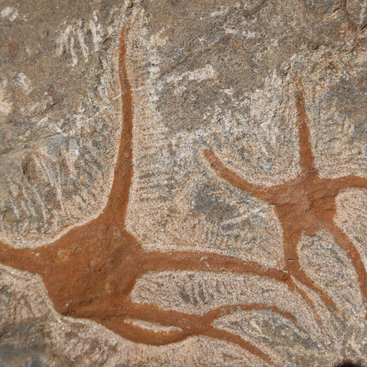 Versteinertes Fossil - Seestern (Schlangensterne Ophiura sp.) 465 Millionen Jahre - 22x15 cm - Nr. 32