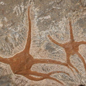 Versteinertes Fossil - Seestern (Schlangensterne Ophiura sp.) 465 Millionen Jahre - 22x15 cm - Nr. 32, detailreiche Struktur