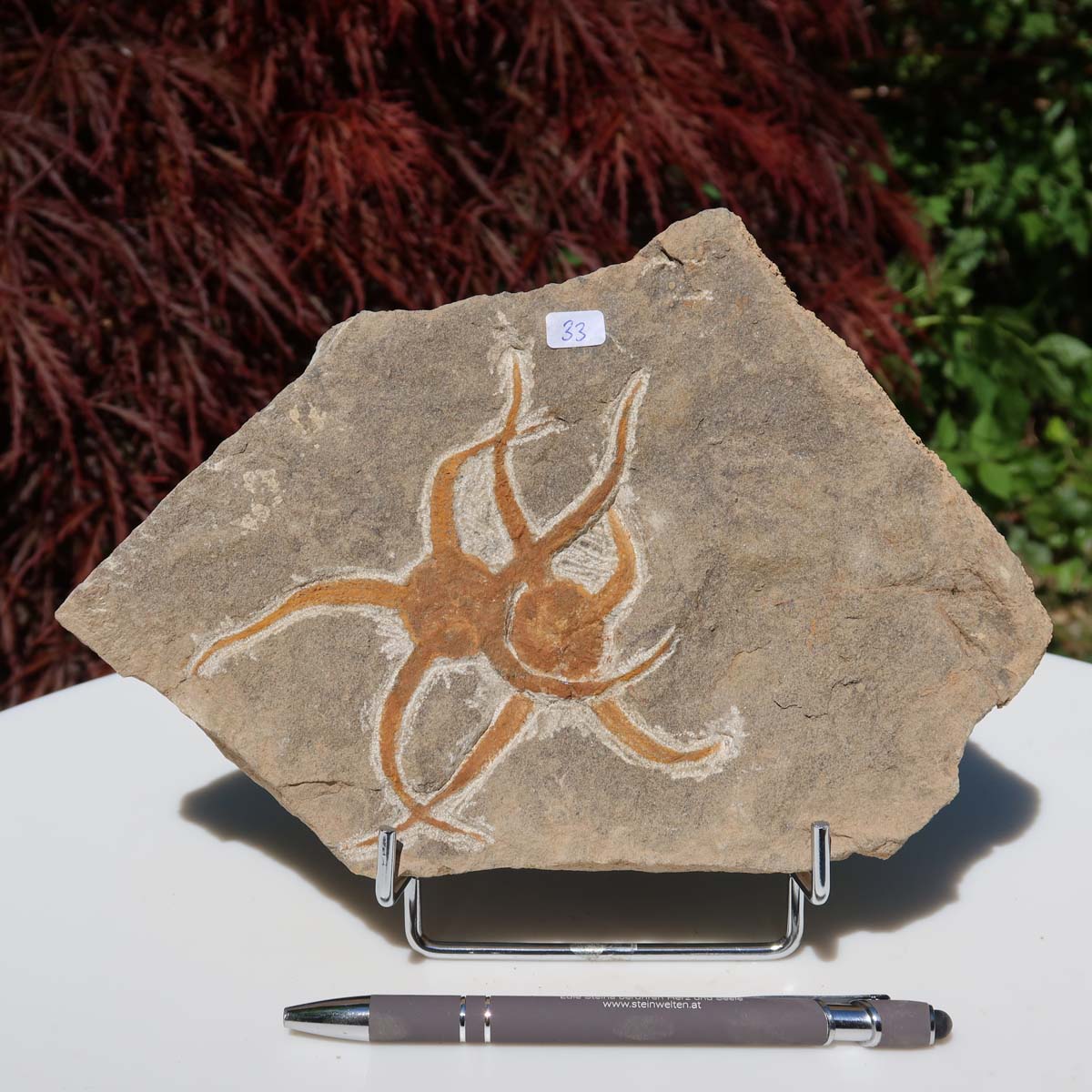 Versteinertes Fossil - Seestern (Schlangensterne Ophiura sp.) 465 Millionen Jahre - 22x15 cm - Nr. 33, auf Ständer dargestellt