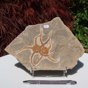 Versteinertes Fossil - Seestern (Schlangensterne Ophiura sp.) 465 Millionen Jahre - 22x15 cm - Nr. 33, auf Ständer dargestellt