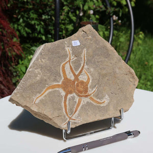 Versteinertes Fossil - Seestern (Schlangensterne Ophiura sp.) 465 Millionen Jahre - 22x15 cm - Nr. 33 auf Ständer