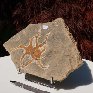 Versteinertes Fossil - Seestern (Schlangensterne Ophiura sp.) 465 Millionen Jahre - 22x15 cm - Nr. 33 auf Ständer