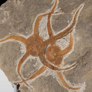 Versteinertes Fossil - Seestern (Schlangensterne Ophiura sp.) 465 Millionen Jahre - 22x15 cm - Nr. 33