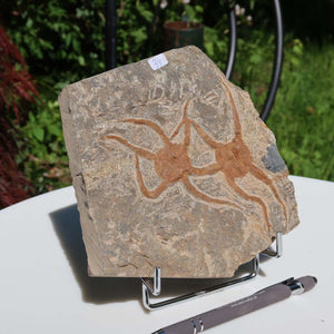 Versteinertes Fossil - Seestern (Schlangensterne Ophiura sp.) 465 Millionen Jahre - 15x15 cm - Nr. 34 auf Ständer