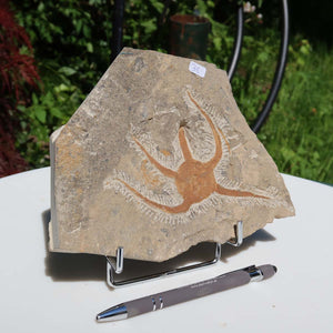 Versteinertes Fossil - Seestern (Schlangensterne Ophiura sp.) 465 Millionen Jahre - 15x19 cm - Nr. 35