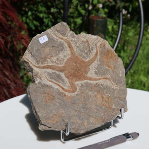 Versteinertes Fossil - Seestern (Schlangensterne Ophiura sp.) 465 Millionen Jahre - 17x16 cm - Nr. 36 in natürlicher Umgebung