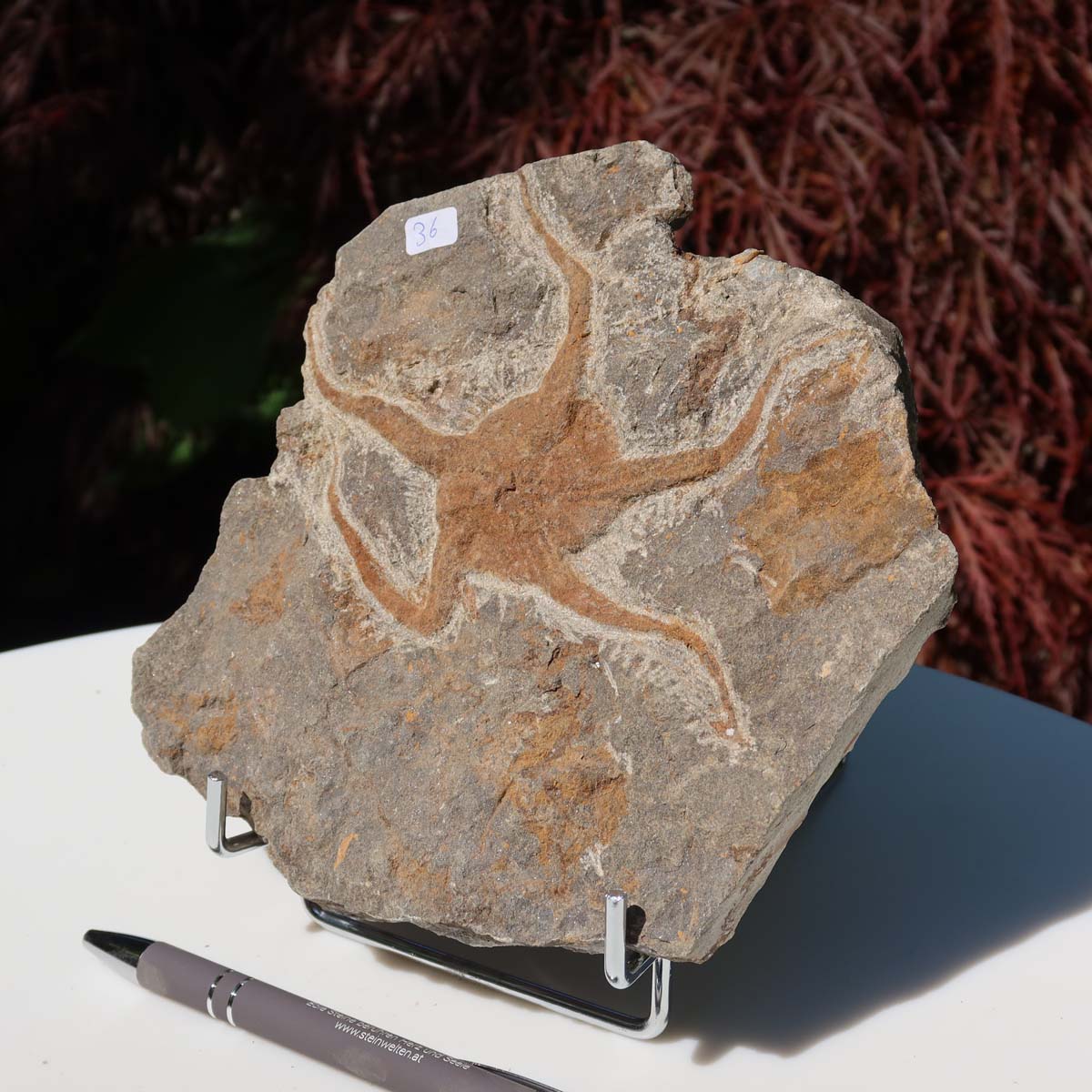 Versteinertes Fossil - Seestern (Schlangensterne Ophiura sp.) 465 Millionen Jahre - 17x16 cm - Nr. 36 auf Ständer präsentiert.