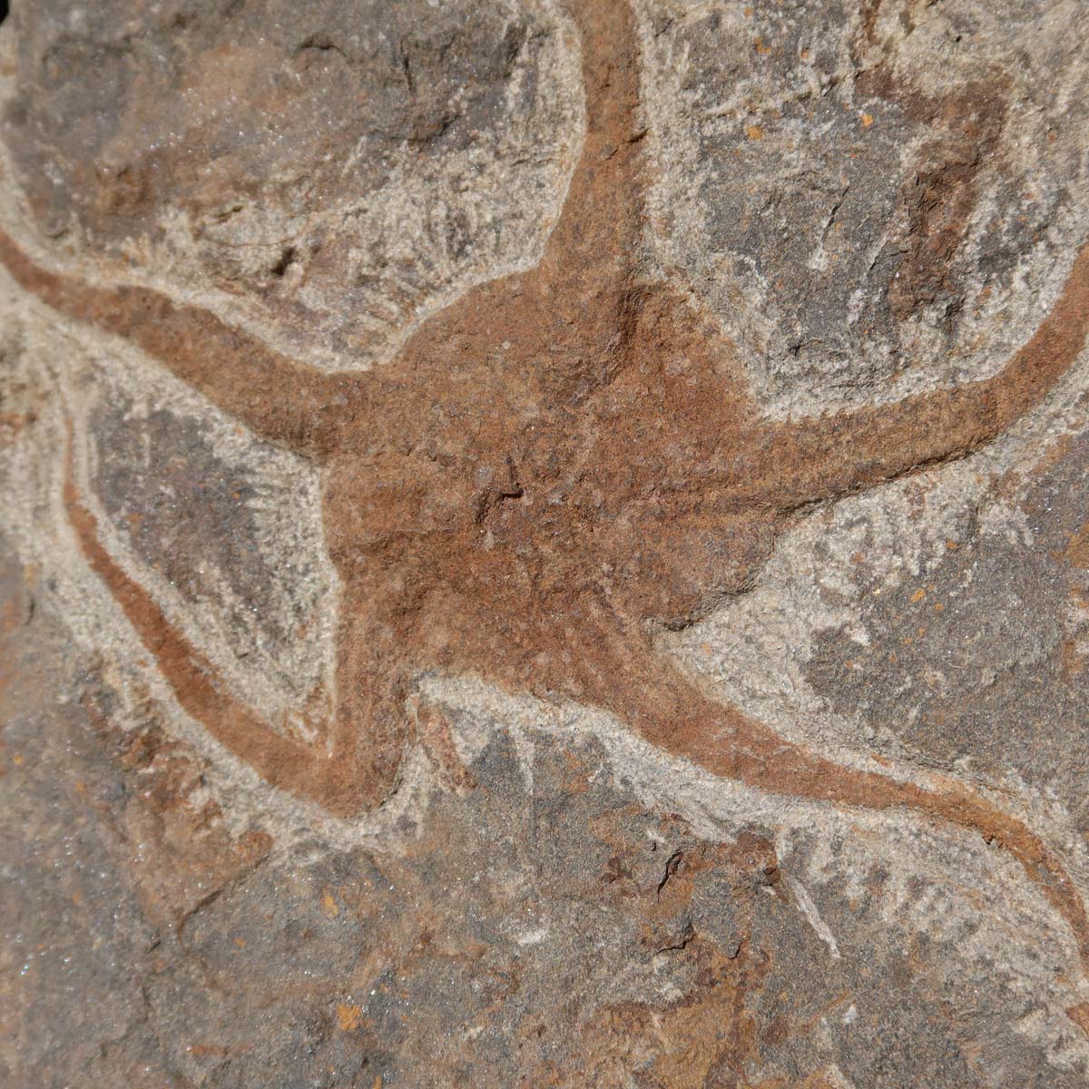 Versteinertes Fossil - Seestern (Schlangensterne Ophiura sp.) 465 Millionen Jahre - 17x16 cm - Nr. 36, natürliche Schönheit, Detailgenauigkeit