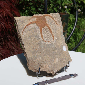 Versteinertes Fossil - Seestern (Schlangensterne Ophiura sp.) 465 Millionen Jahre - 17x14 cm - Nr. 37, ausgestellt auf einem Tisch.