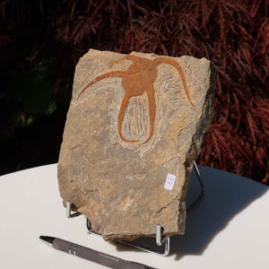 Versteinertes Fossil - Seestern (Schlangensterne Ophiura sp.) 465 Millionen Jahre - 17x14 cm - Nr. 37 auf Display