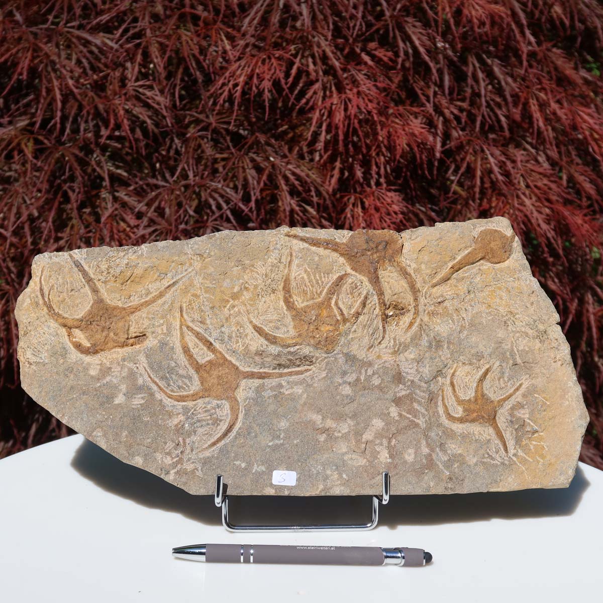 Versteinertes Fossil - Seestern (Schlangensterne Ophiura sp.) 465 Millionen Jahre - 33x17 cm - Nr. 3, naturgetreue Detailgenauigkeit