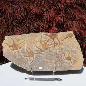Versteinertes Fossil - Seestern (Schlangensterne Ophiura sp.) 465 Millionen Jahre - 33x17 cm - Nr. 3, naturgetreue Detailgenauigkeit
