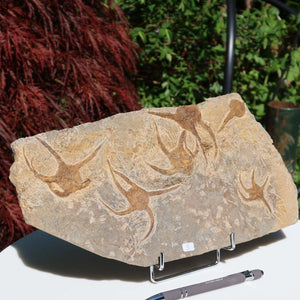 Versteinertes Fossil - Seestern (Schlangensterne Ophiura sp.) 465 Millionen Jahre - 33x17 cm - Nr. 3 auf Display