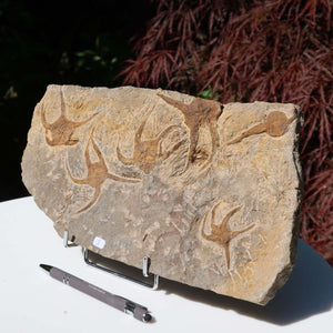 Versteinertes Fossil - Seestern (Schlangensterne Ophiura sp.) 465 Millionen Jahre - 33x17 cm - Nr. 3, Detailaufnahme
