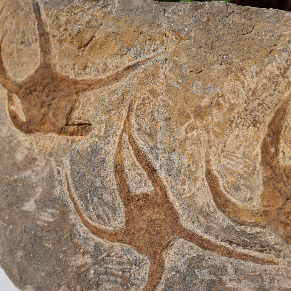 Versteinertes Fossil - Seestern (Schlangensterne Ophiura sp.) 465 Millionen Jahre - 33x17 cm - Nr. 3, naturgetreue Detailgenauigkeit