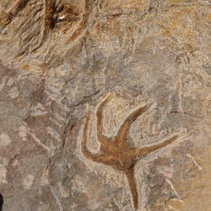 Versteinertes Fossil - Seestern (Schlangensterne Ophiura sp.) 465 Millionen Jahre - 33x17 cm - Nr. 3 in natürlicher Form