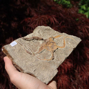 Versteinertes Fossil - Seestern (Schlangensterne Ophiura sp.) 465 Millionen Jahre - 18x11 cm - Nr. 40 in natürlicher Umgebung